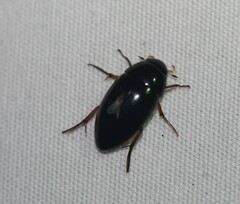 Tropisternus quadristriatus