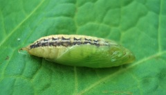 Cydalima perspectalis