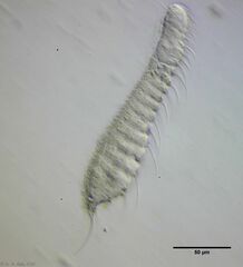 Chaetonotus arquatus