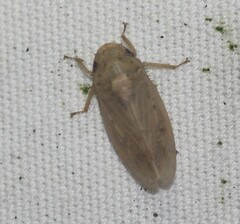 Negosiana dualis
