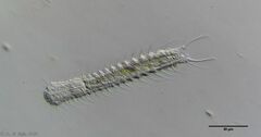 Chaetonotus arquatus