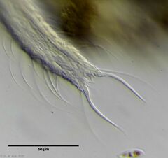 Chaetonotus arquatus