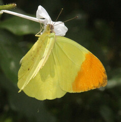Afrodryas leda