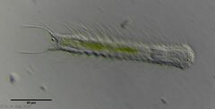 Chaetonotus arquatus