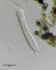 Chaetonotus arquatus