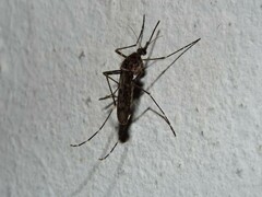 Culiseta particeps
