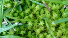 Rhytidiadelphus squarrosus