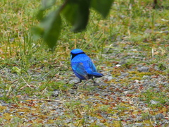Malurus splendens splendens