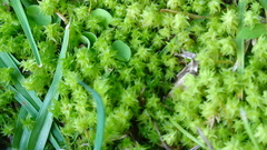 Rhytidiadelphus squarrosus