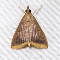Hyalorista