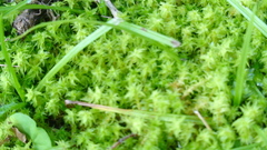 Rhytidiadelphus squarrosus