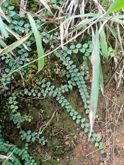 Gaultheria nummularioides