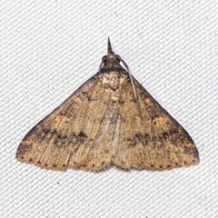 Herminiinae