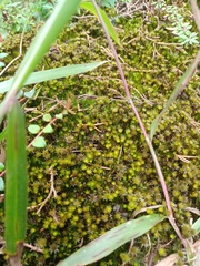 Campylopus umbellatus