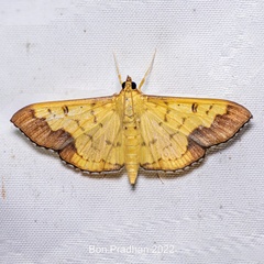 Meroctena tullalis