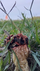 Lysurus corallocephalus