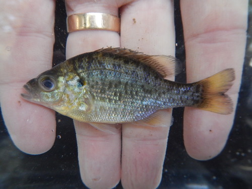 Redear Sunfish