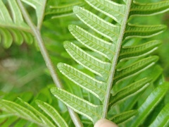 Pteris setulosocostulata