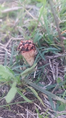 Lysurus corallocephalus