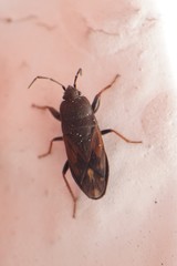 Megalonotus sabulicola