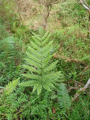 Pteris setulosocostulata