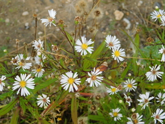 Symphyotrichum novi-belgii