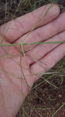 Aristida ternipes