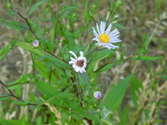 Symphyotrichum novi-belgii