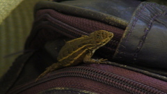 Sceloporus subniger