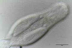 Heterolepidoderma majus