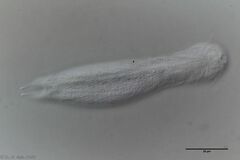 Heterolepidoderma majus