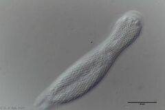 Heterolepidoderma majus