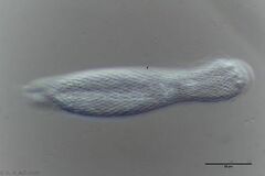Heterolepidoderma majus