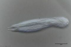 Heterolepidoderma majus
