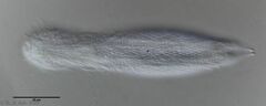 Heterolepidoderma majus