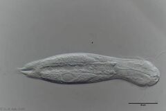Heterolepidoderma majus