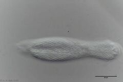 Heterolepidoderma majus