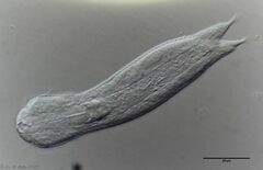 Heterolepidoderma majus