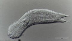 Heterolepidoderma majus