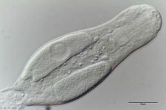 Heterolepidoderma majus