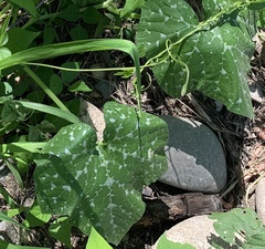 Cucurbita argyrosperma