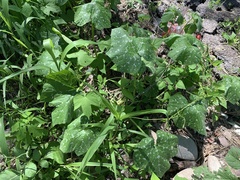 Cucurbita argyrosperma