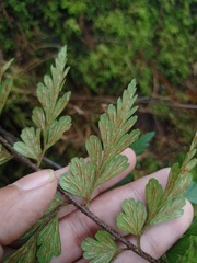 Asplenium aethiopicum