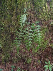 Asplenium aethiopicum