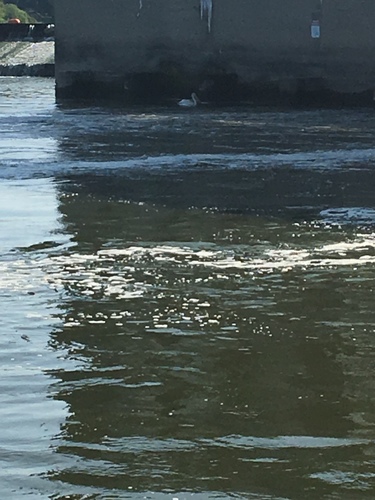 American White Pelican photographed in Illinois