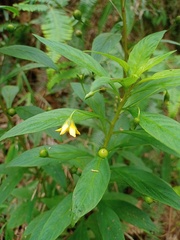 Lysimachia laxa
