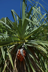 Pandanus cookii