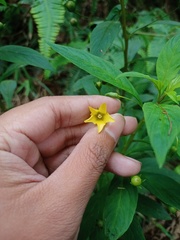 Lysimachia laxa