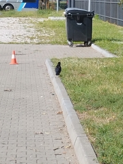 Corvus frugilegus