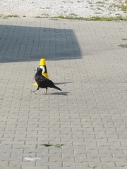Corvus frugilegus